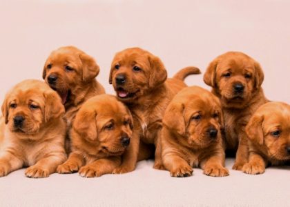 puppies1