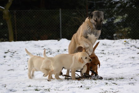 snow and Kangal