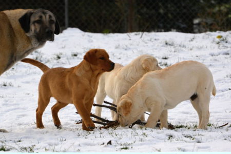 snow and Kangal