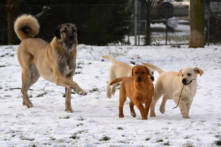 snow and Kangal